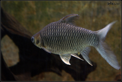 Java Barb photo 2