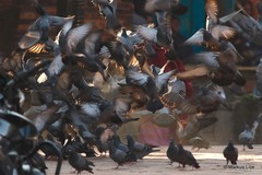 Columba livia domestica