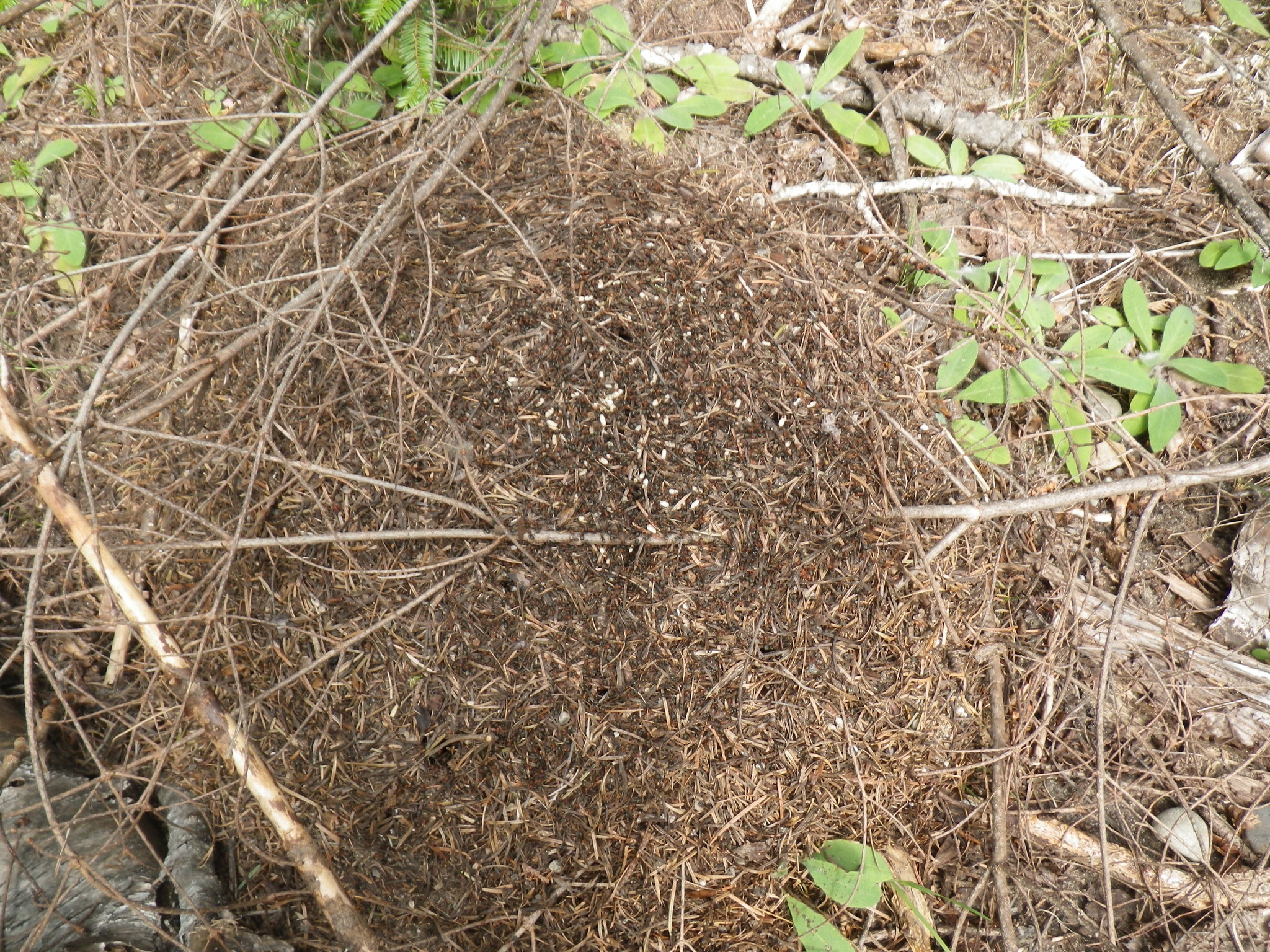 Formica obscuripes