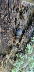Sphaeroderus
