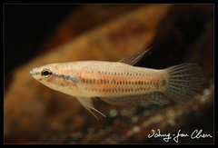 Sumatra Betta photo 3