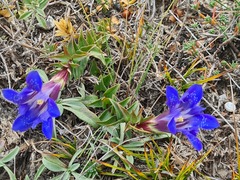 Gentiana septemfida grossheimii