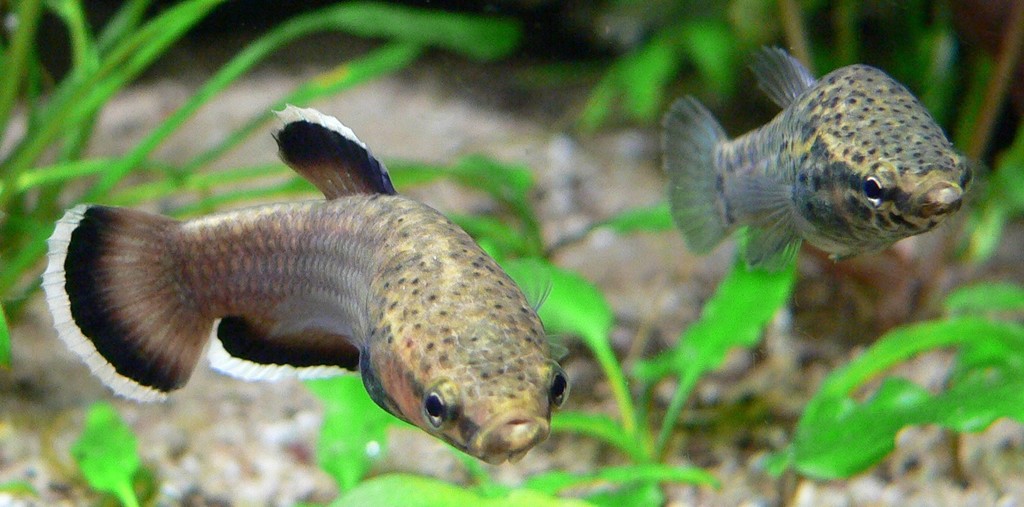 White-edged Betta