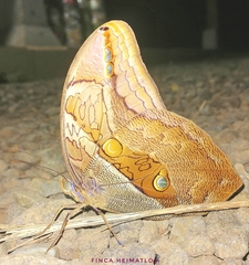 Eryphanis automedon