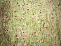 Diatrype disciformis