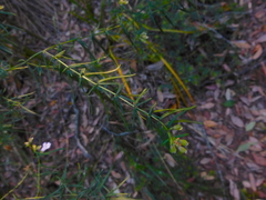 Prostanthera linearis