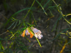 Prostanthera linearis