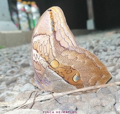Eryphanis automedon