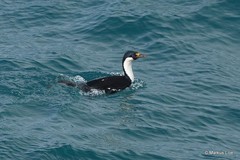 Leucocarbo georgianus