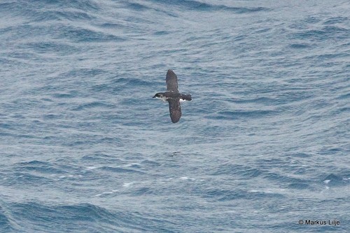 iNaturalist image
