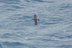 Pelecanoides georgicus