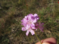 Armeria maritima elongata