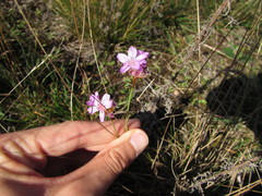 Armeria maritima elongata