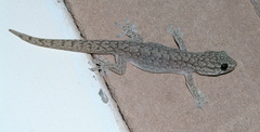 Gehyra versicolor