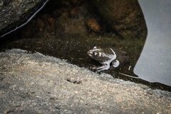 Lithobates tarahumarae