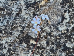 Gypsophila tenuifolia