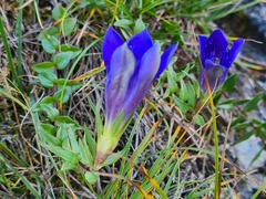 Gentiana septemfida grossheimii