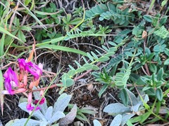 Astragalus buschiorum