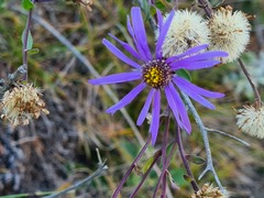 Aster amellus bessarabicus