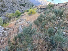 Ephedra procera