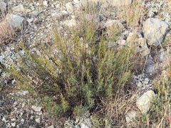 Artemisia salsoloides