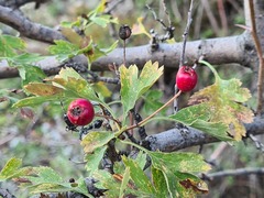 Crataegus daghestanica