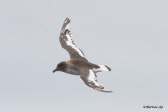 Thalassoica antarctica