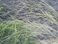 Stipa daghestanica