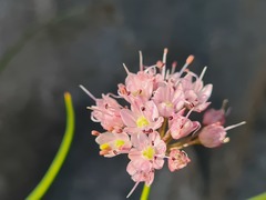 Allium gunibicum