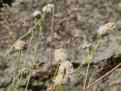 Gypsophila capitata