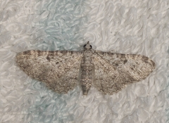 Eupithecia semigraphata