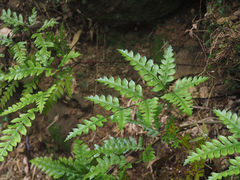 Pteris amoena