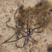 Lentil Sea Spider - Photo (c) cyric, some rights reserved (CC BY-NC-SA), uploaded by cyric