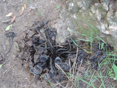 Craterellus cornucopioides