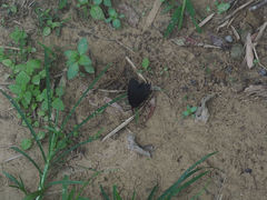 Histia flabellicornis