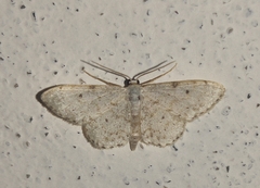 Idaea camparia