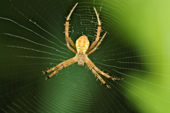 Argiope perforata