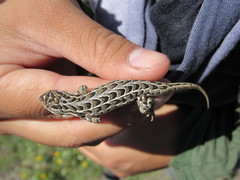 Sceloporus goldmani