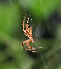 Argiope perforata