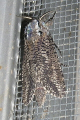 Endoxyla amphiplecta