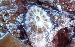 Amblychilepas omicron