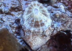 Amblychilepas omicron