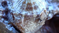 Amblychilepas omicron