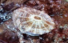 Amblychilepas omicron