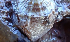 Amblychilepas omicron