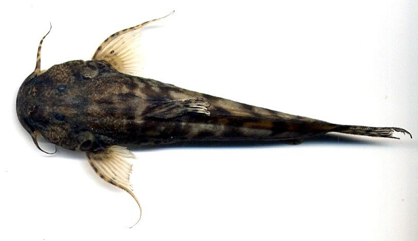 Naked Sucker-mouth Catfishes