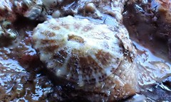 Amblychilepas omicron