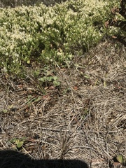 Juncus falcatus