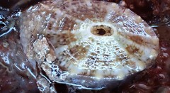 Amblychilepas omicron