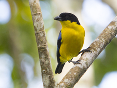 Anisognathus somptuosus